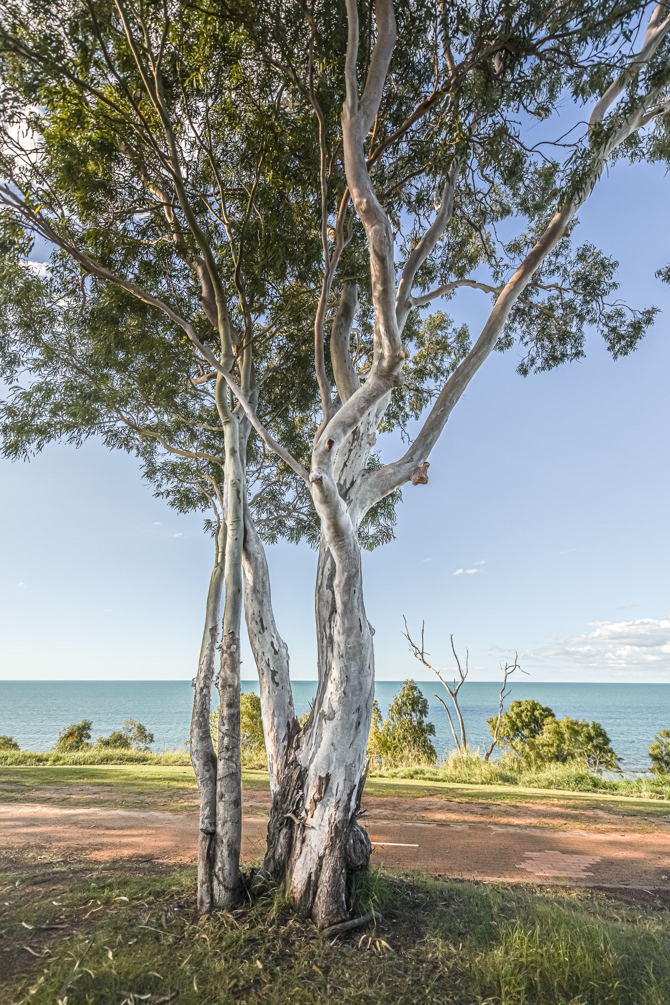 GUM TREES HAND TOWEL