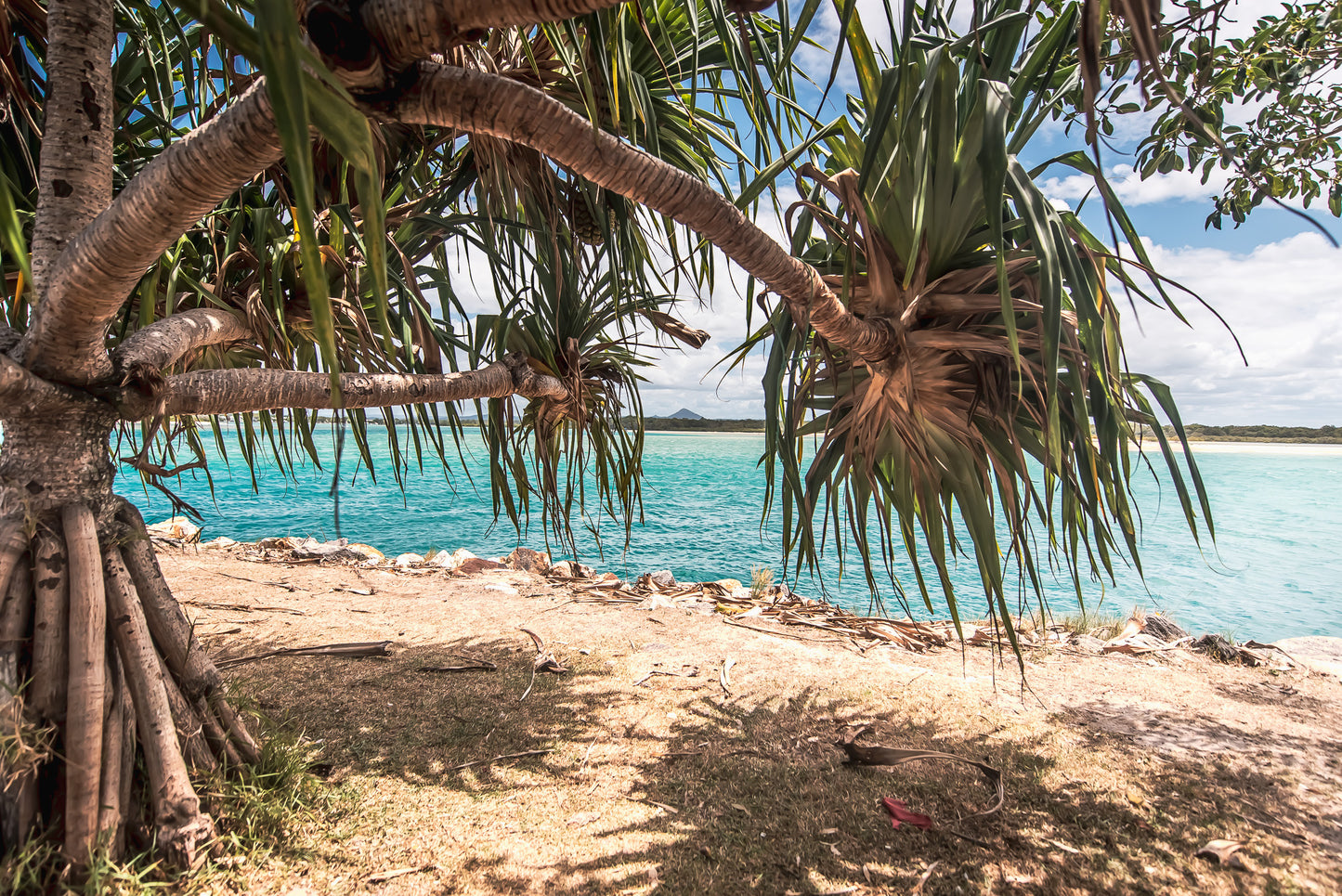 PANDANUS SHADES