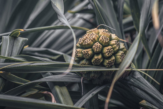 PANDANUS IN SILVER