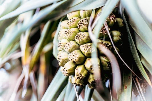 PANDANUS IN WEB HAND TOWEL