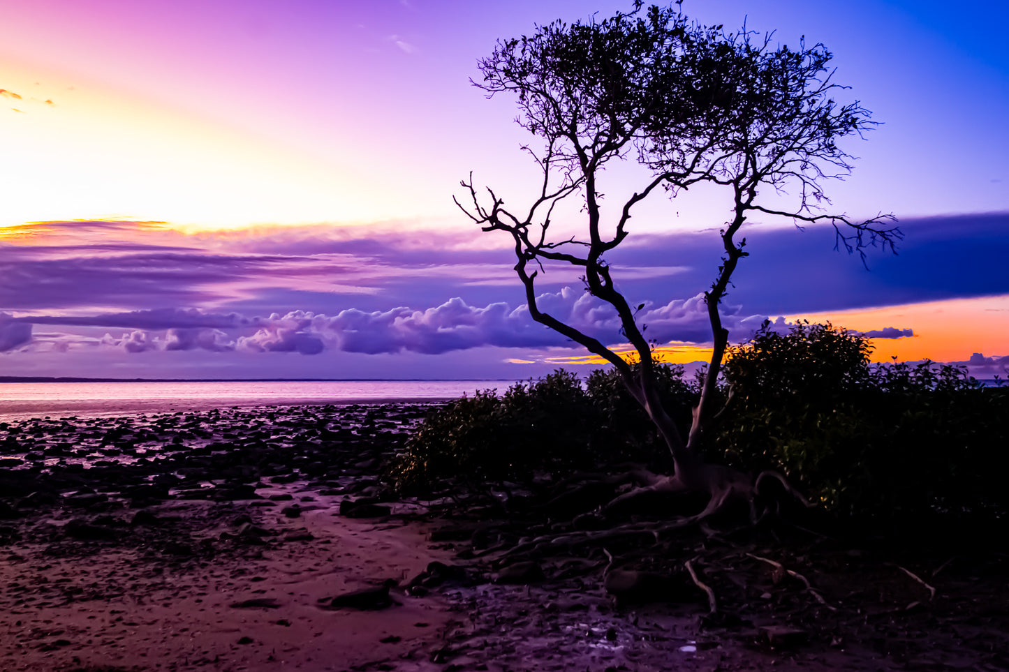 LITTLE TREE IN VELVET LANDSCAPE