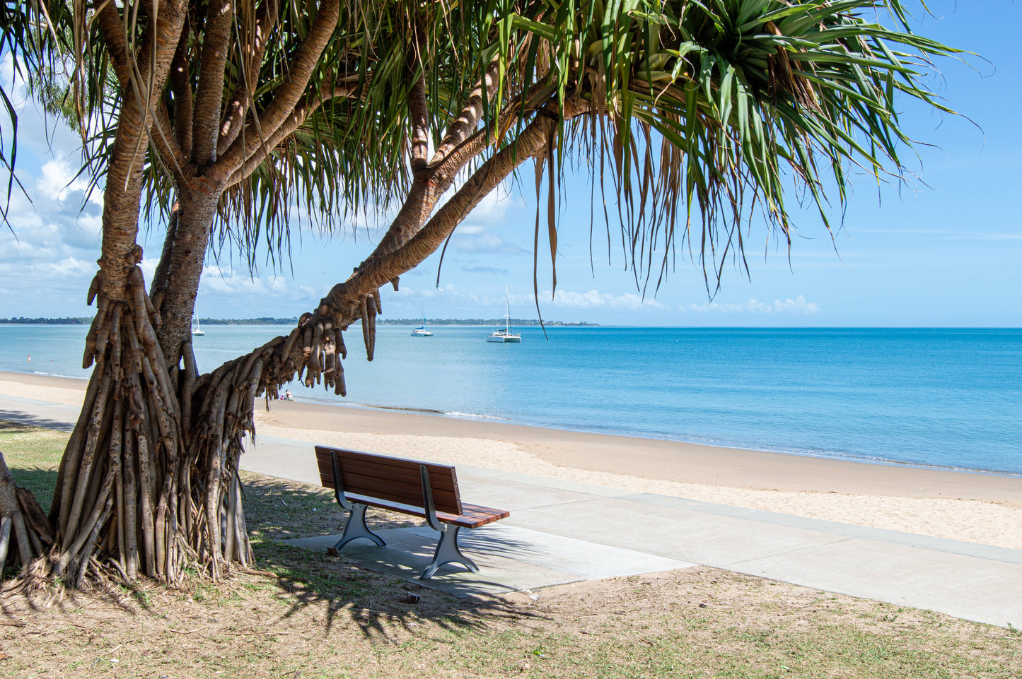 PANDANUS  VIEW 1