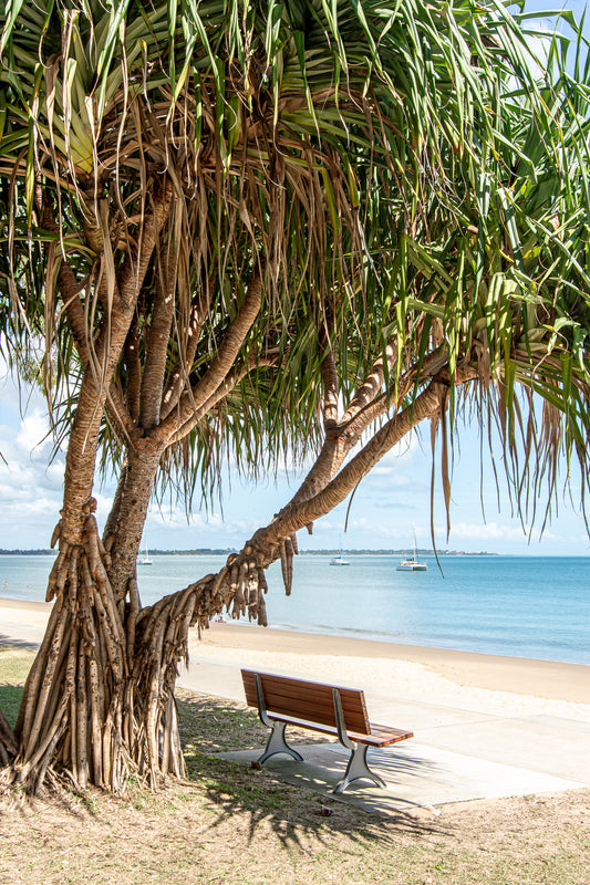 PANDANUS VIEW 2