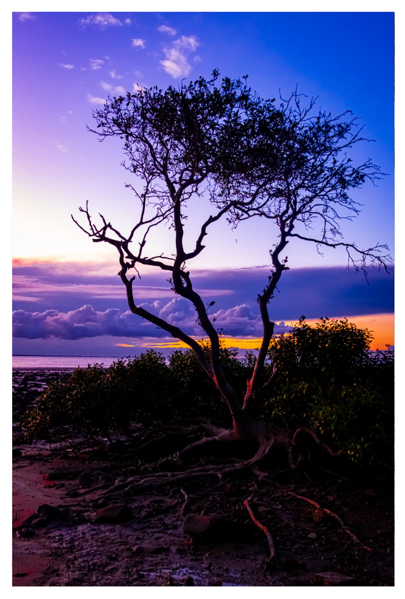 LITTLE TREE IN VELVET GREETING CARD