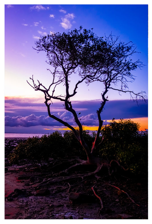 LITTLE TREE IN VELVET GREETING CARD