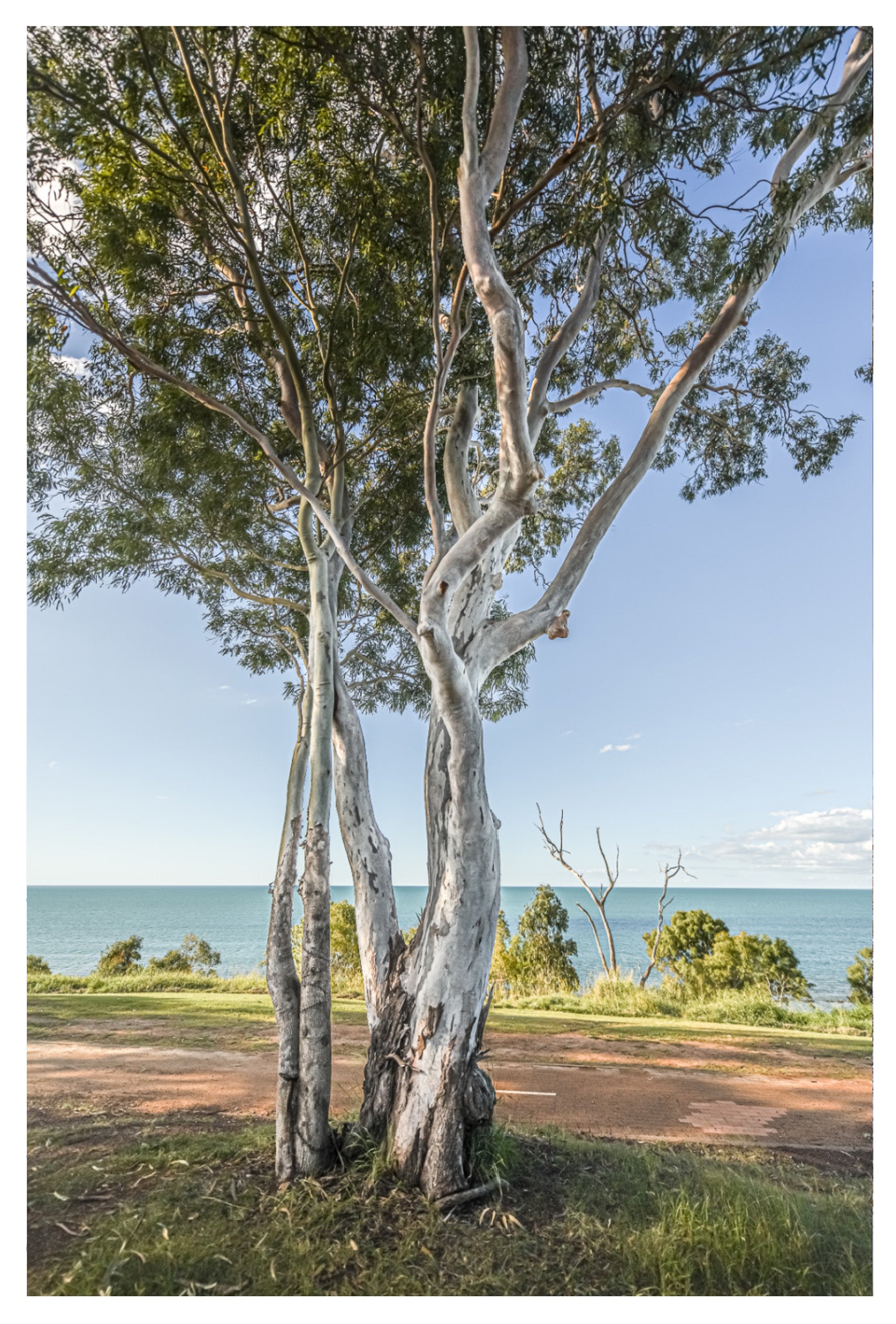 GUM TREES GREETING CARD