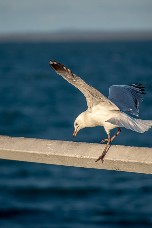 SEAGULL ON RAIL