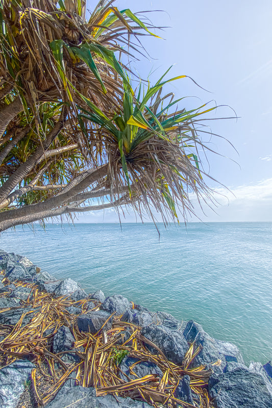 PANDANUS 1 CANVAS