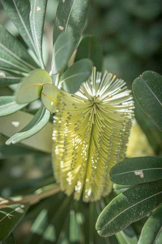 STRIKING BANKSIA